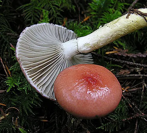 Another view of Rosy Slime Spike