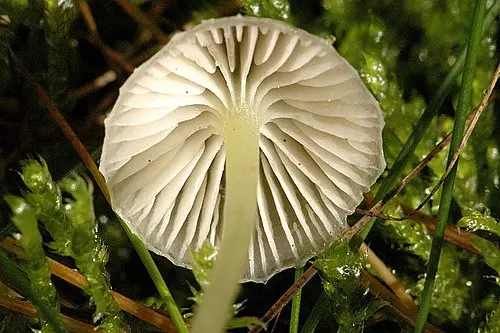 Another view of Yellowleg Bonnet