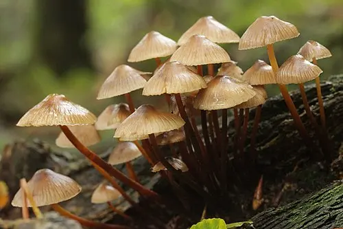 Clustered Bonnet