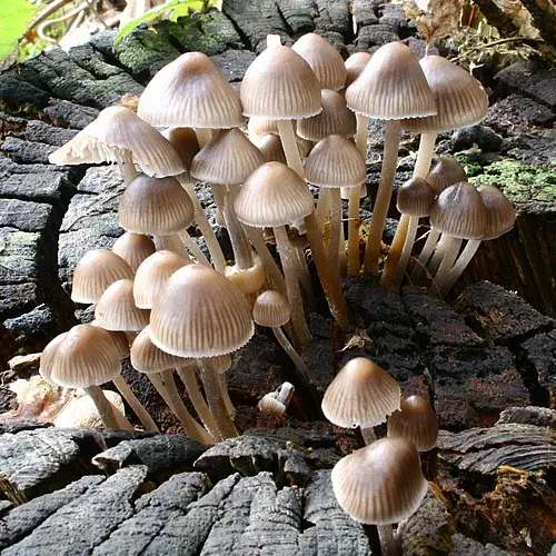 Another view of Clustered Bonnet