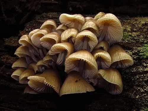 Another view of Clustered Bonnet