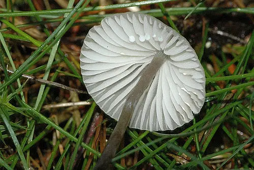 Another view of Milking Bonnet