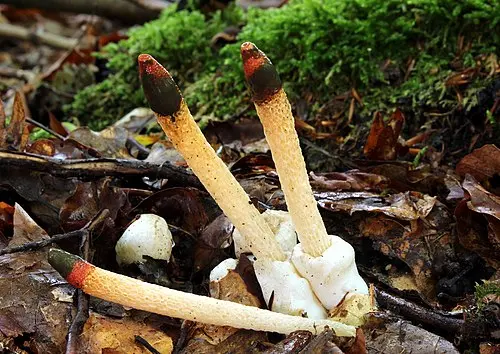 Dog Stinkhorn