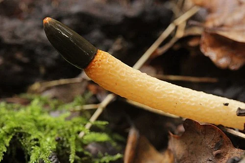 Another view of Dog Stinkhorn