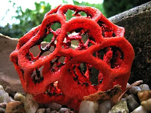Red Cage Fungus