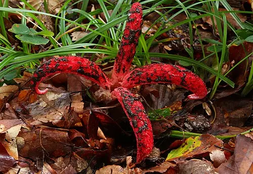 Another view of Devil's-fingers