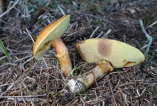 Another view of Larch Bolete