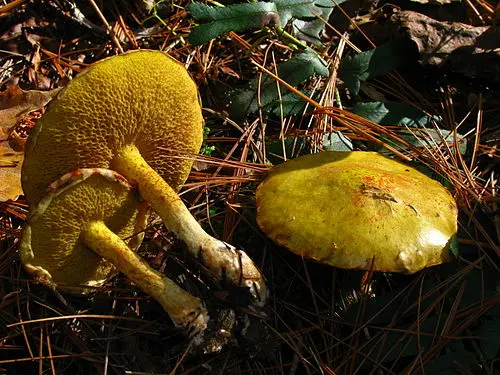 Chicken Fat Mushroom