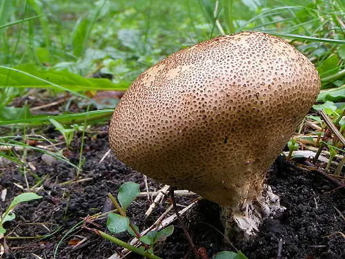 Another view of Scaly Earthball