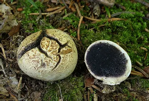 Another view of Common Earthball