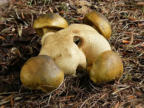Another view of Common Earthball