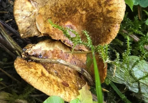 Alder Rollrim