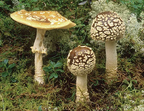 Royal Fly Agaric