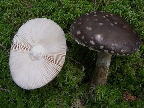 Another view of Grey-veiled Amanita