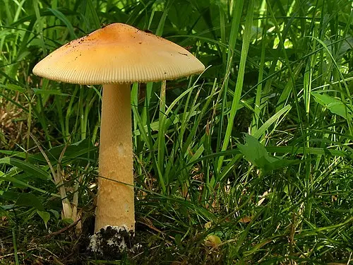 Orange Grisette