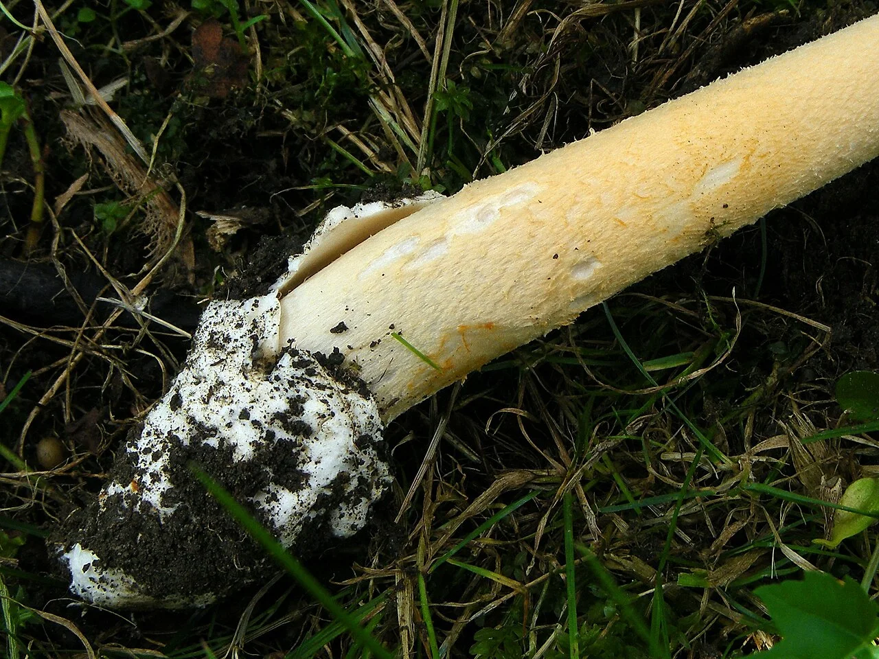Another view of Orange Grisette