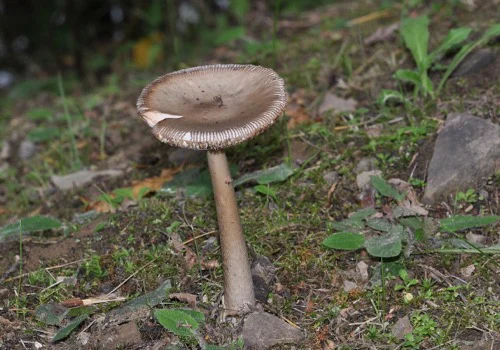 Another view of Grisette