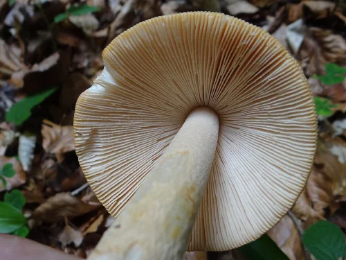 Another view of Grisette