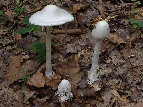Another view of Destroying Angel