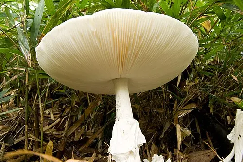 Another view of Destroying Angel