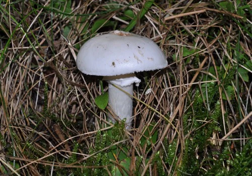 Another view of Destroying Angel