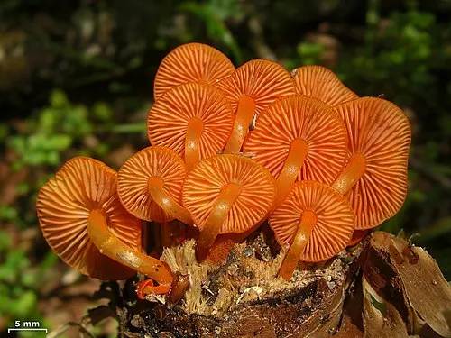 Another view of Orange Mycena