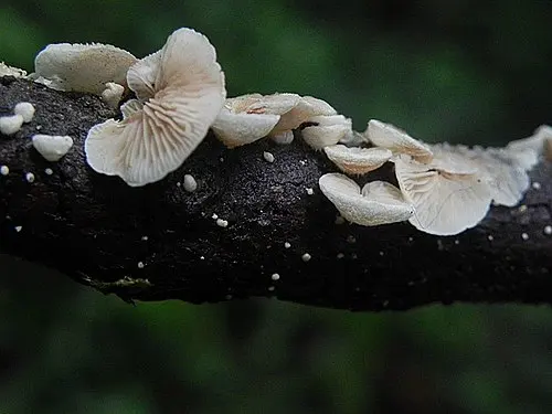 Another view of Variable Oysterling