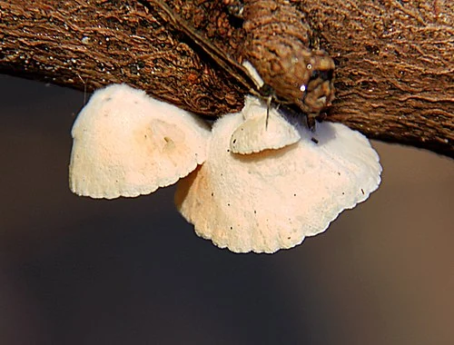 Another view of Variable Oysterling
