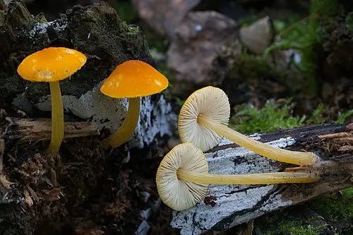 Another view of Yellow Shield