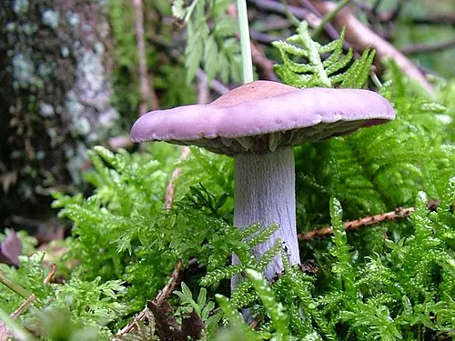 Another view of Wood Blewit