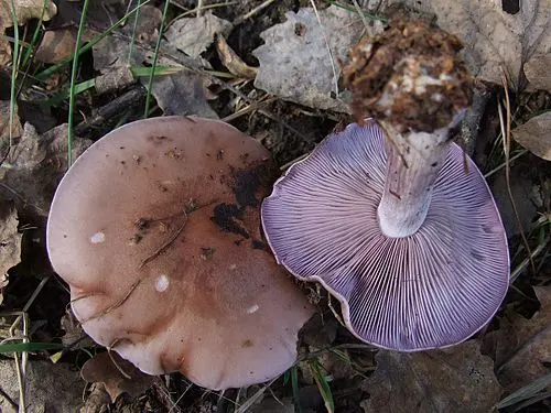 Another view of Wood Blewit