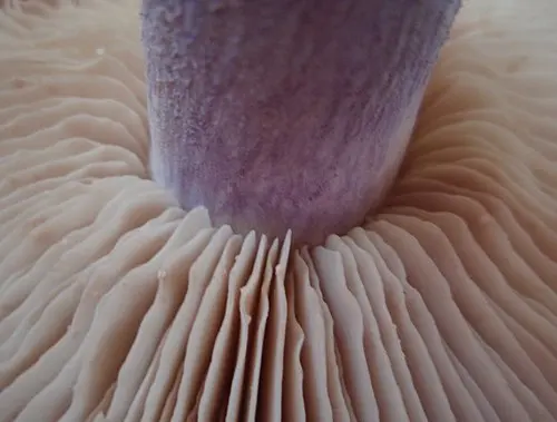 Another view of Field Blewit
