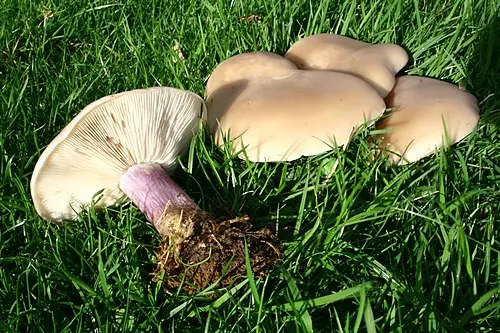 Another view of Field Blewit