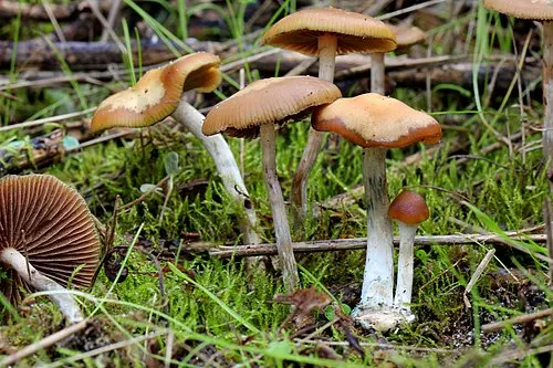 Another view of Wavy Cap
