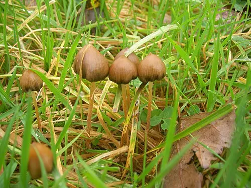 Another view of Liberty Cap