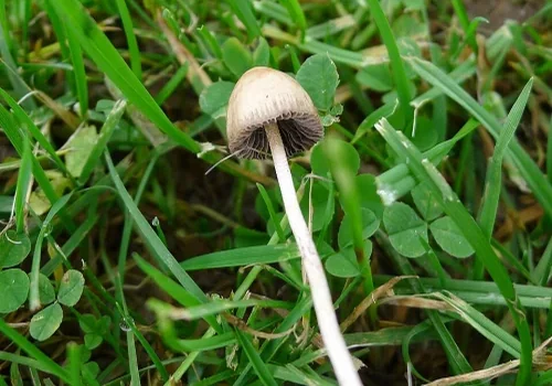 Another view of Liberty Cap
