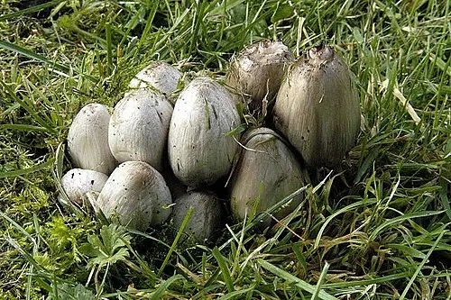 Common Ink Cap
