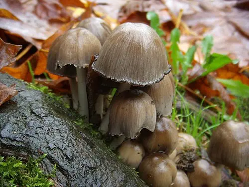 Another view of Common Ink Cap