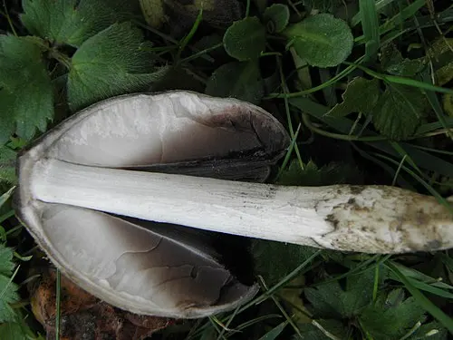 Another view of Common Ink Cap