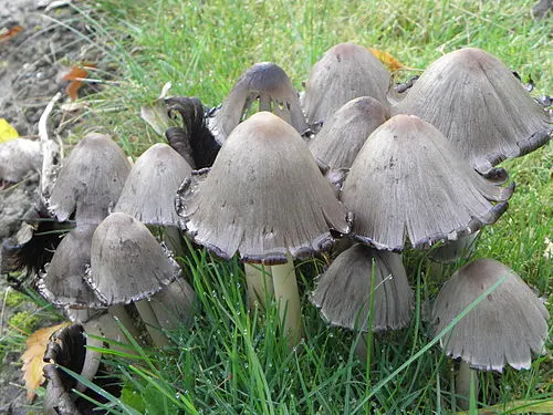Another view of Common Ink Cap