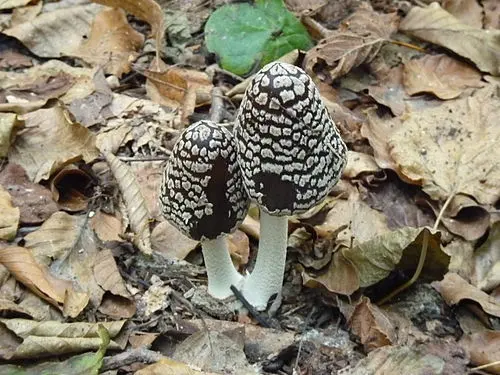 Magpie Inkcap