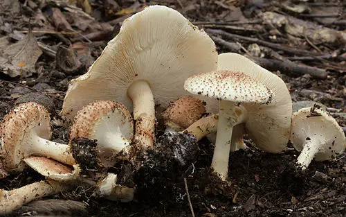 Another view of Freckled Dapperling