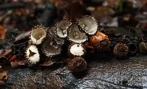 Another view of Fluted Bird's Nest