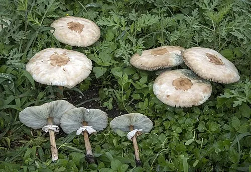 False Parasol