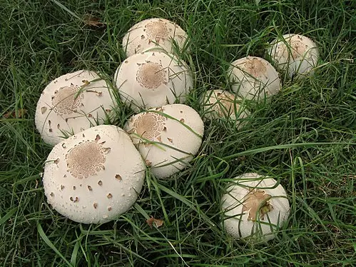 Another view of False Parasol