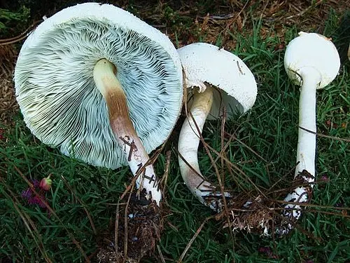 Another view of False Parasol
