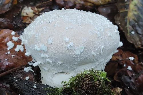 Flaky Puffball
