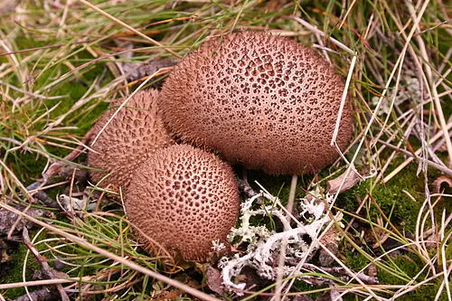 Umber-brown Puffball