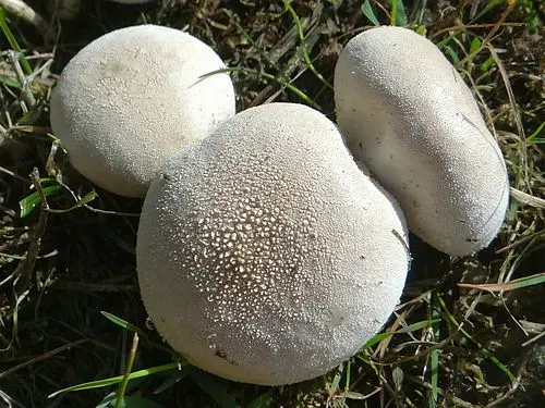 Meadow Puffball