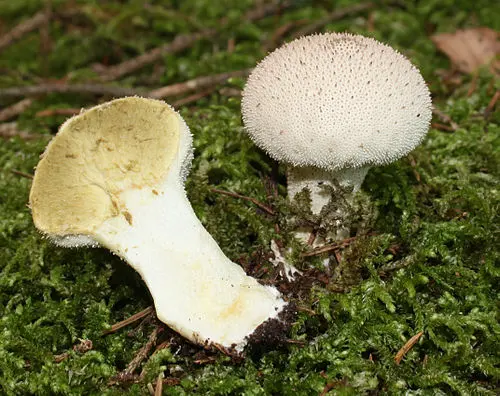 Another view of Common Puffball